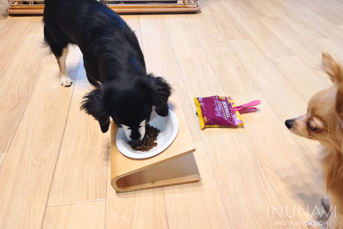 ジョセラ　ドッグフード ミニウェルを食べる愛犬 (3)